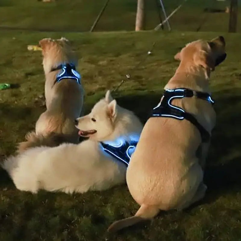 No Pull Dog Harness, Light up Dog Harness There Are 3 Light Modes with Control Handle and Reflective Strap, Adjustable Breathable Dog Vest Suitable for Small, Medium, Large Dogs(S)
